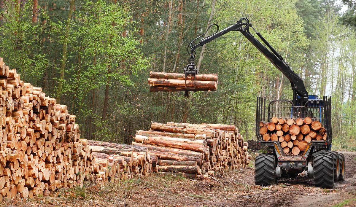 Don't undervalue your timber (Potential earnings of €25,000/ha)