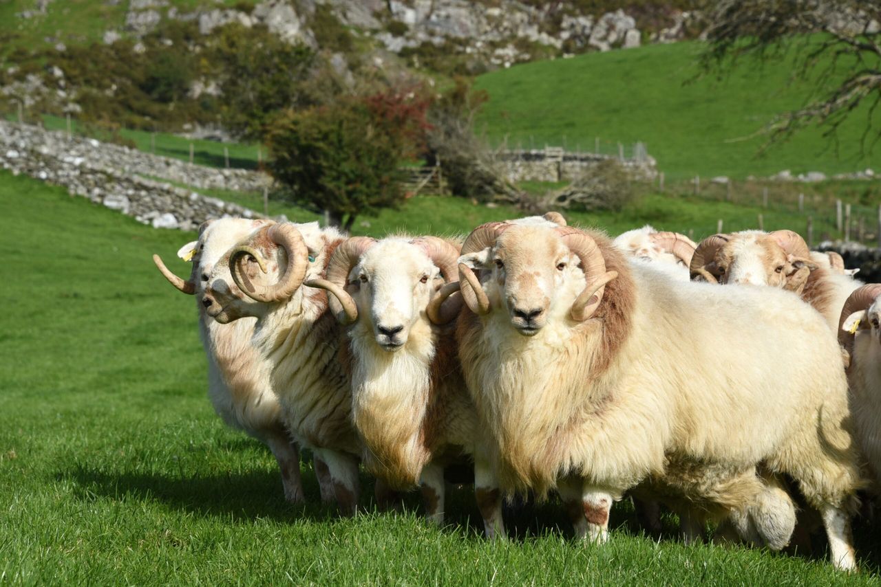 The Hill Ram Scheme searches for commercial flocks