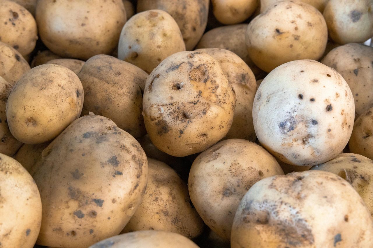Polish ware potatoes test positive for ring rot