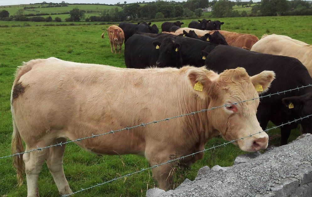 New guide to identify opportunities to improve grass utilisation