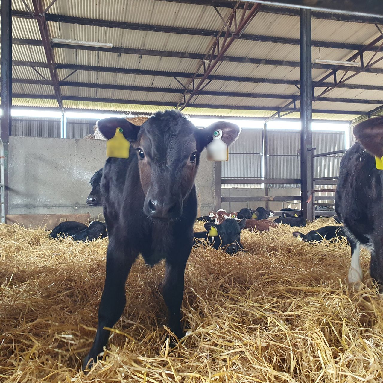 Risk of pneumonia increasing as calf pens fill up
