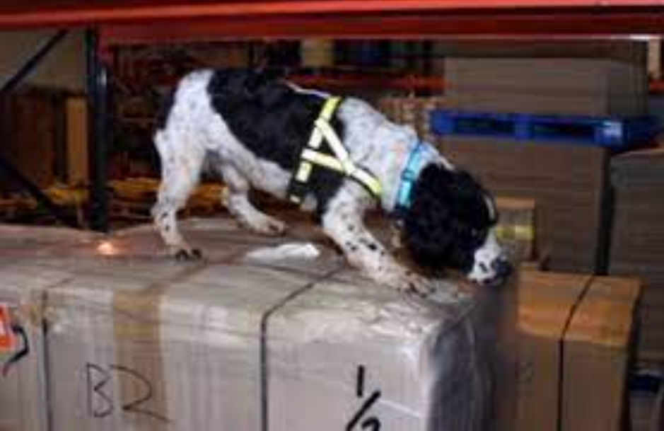 Unauthorised veterinary medicine seized at Heathrow Airport