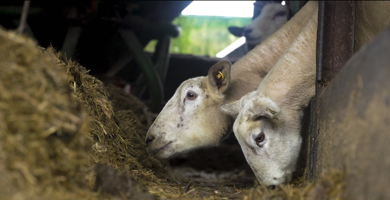 Video: The ins and outs of scanning ewes
