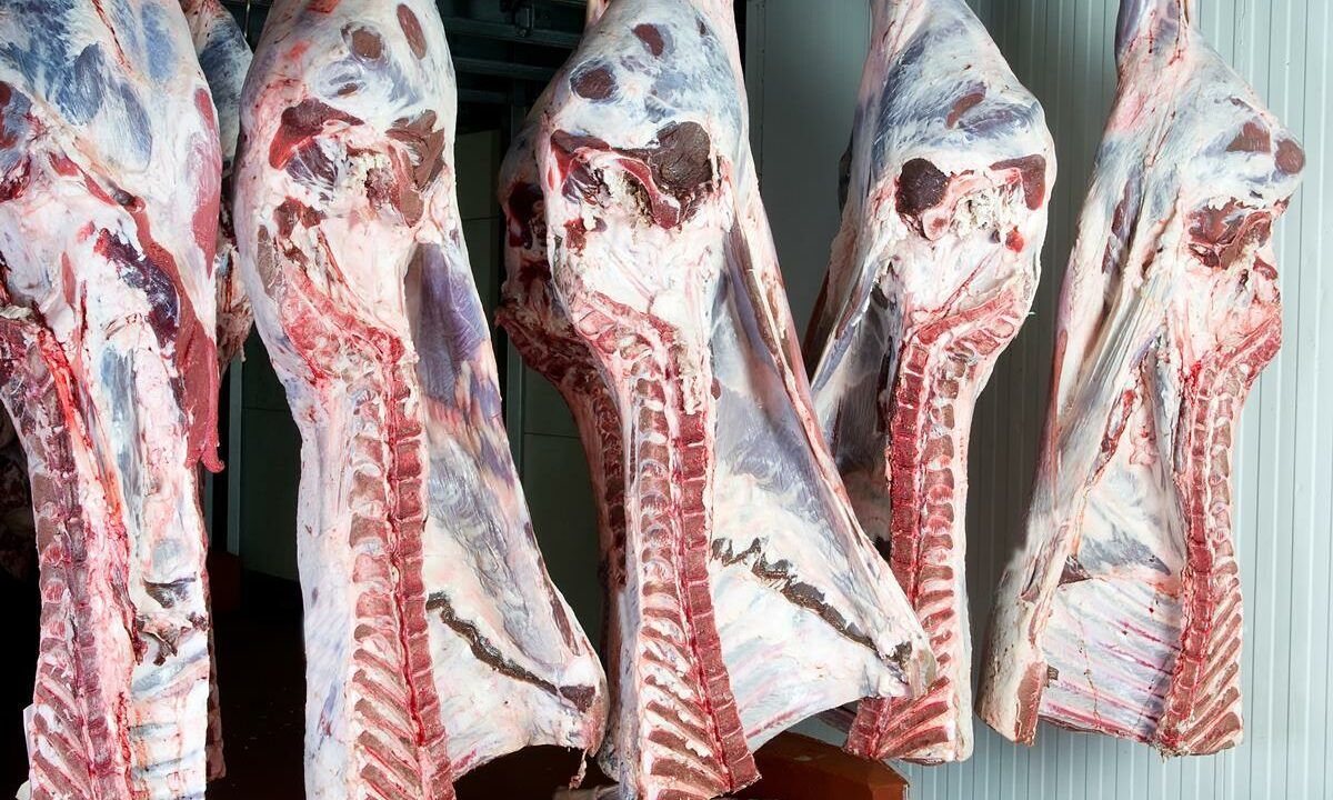 NI beef carcase weights remain strong as Irish weights decline