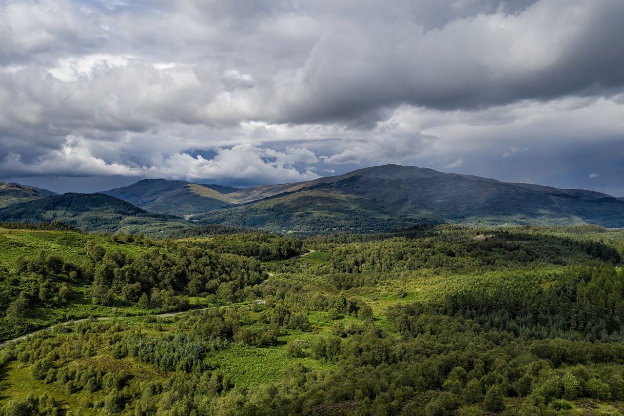 UK forestry investment market worth £121 million during 2019 – Savills report