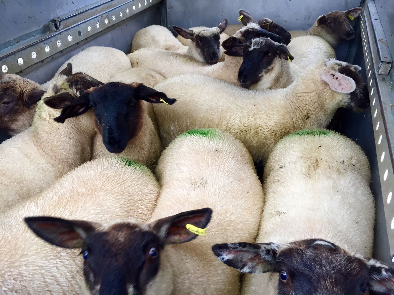 Imports of Northern Irish lamb for slaughter fall in August