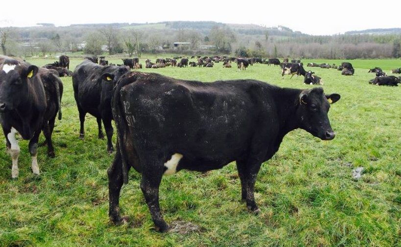 'Dairy farmers should check out their cows' anatomy'