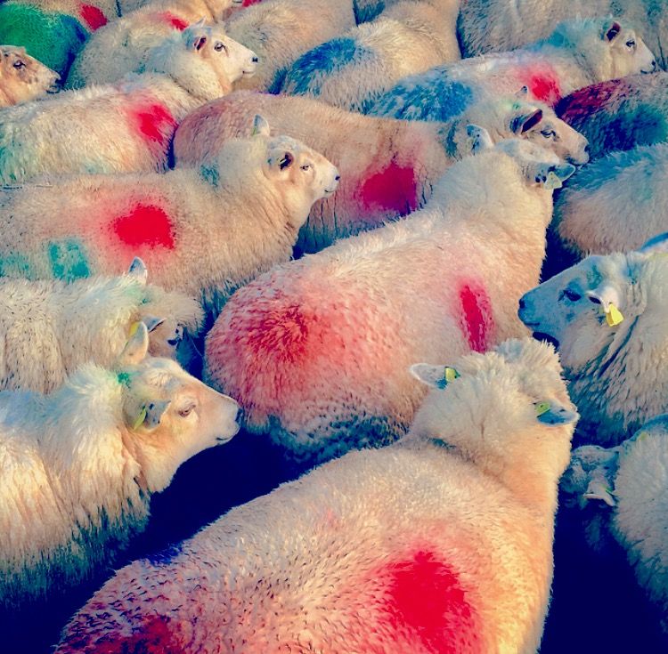 Wool prices in the balance for 2015