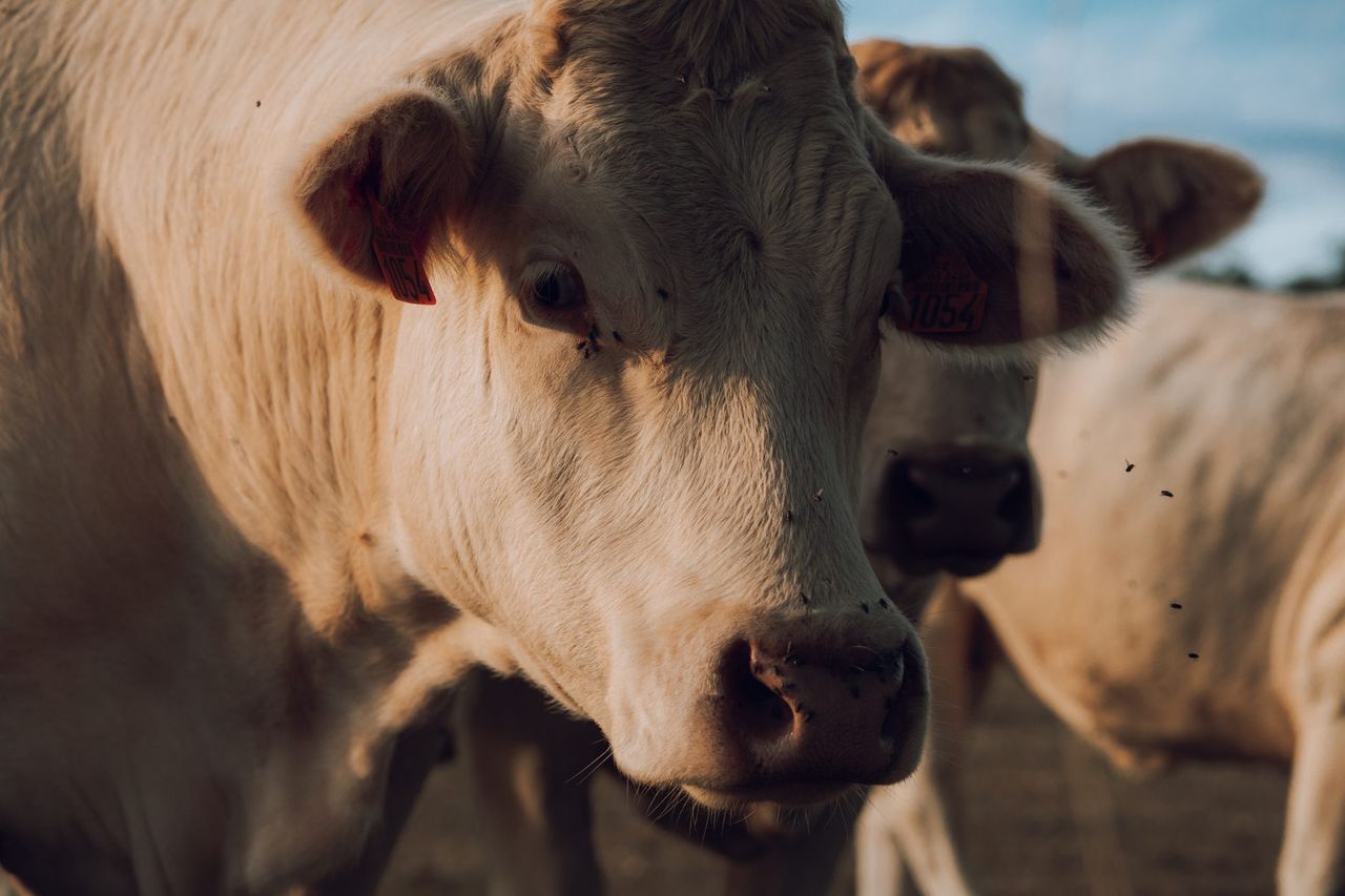 266 cases of bluetongue in GB in 2025 season – Defra