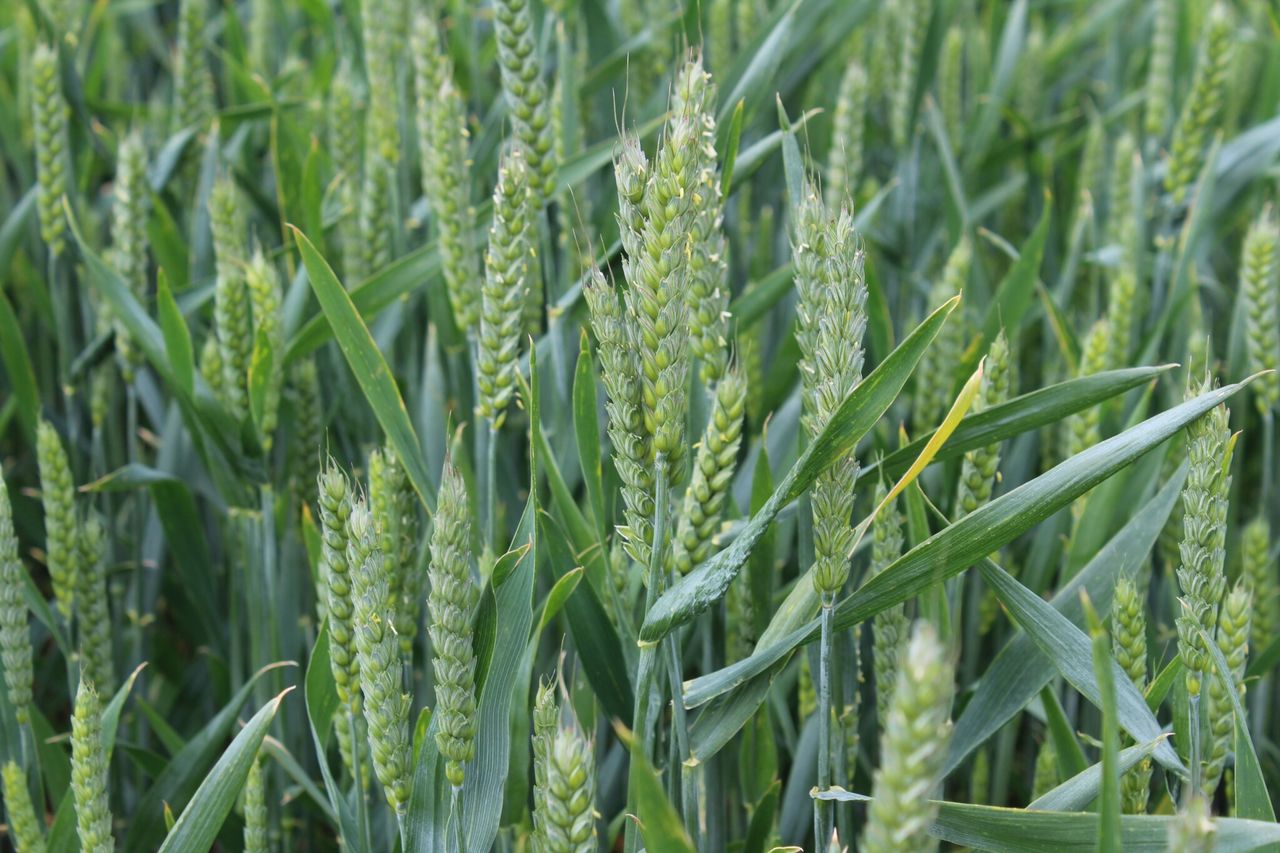 Tillage: AHDB survey results reveal downfalls in key areas