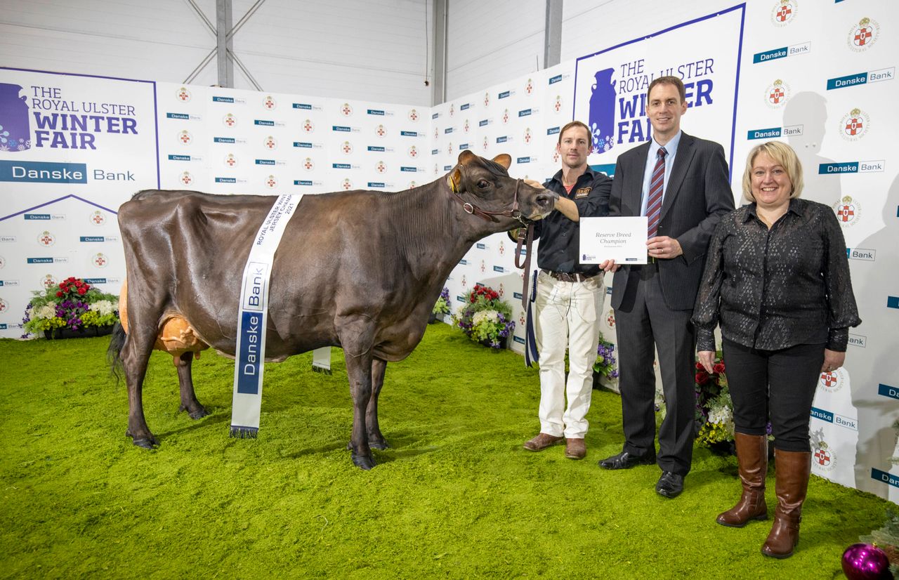 Co. Down cow named interbreed champion at Royal Ulster Winter Fair