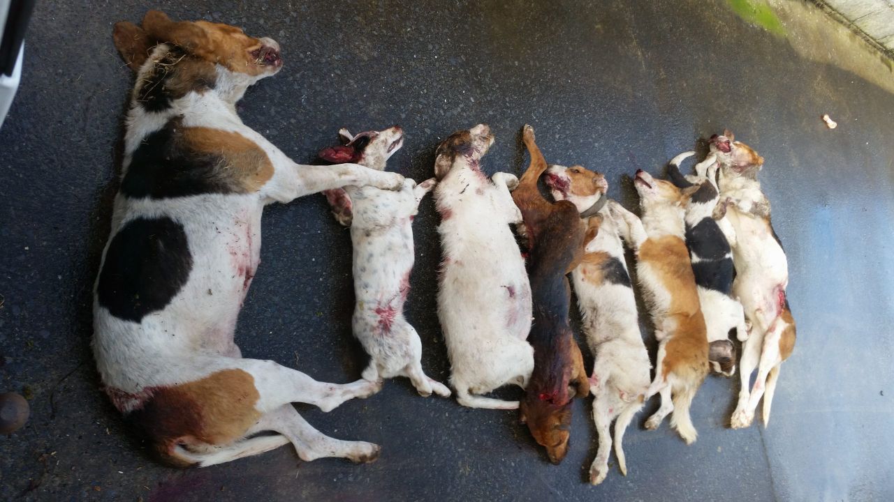 60% of farms suffer from dog attacks, 96% would shoot attacking dogs on sight