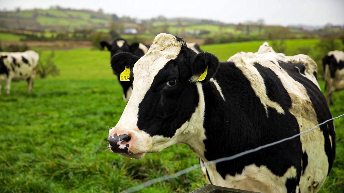 Sexed semen sales double over the last 12 months