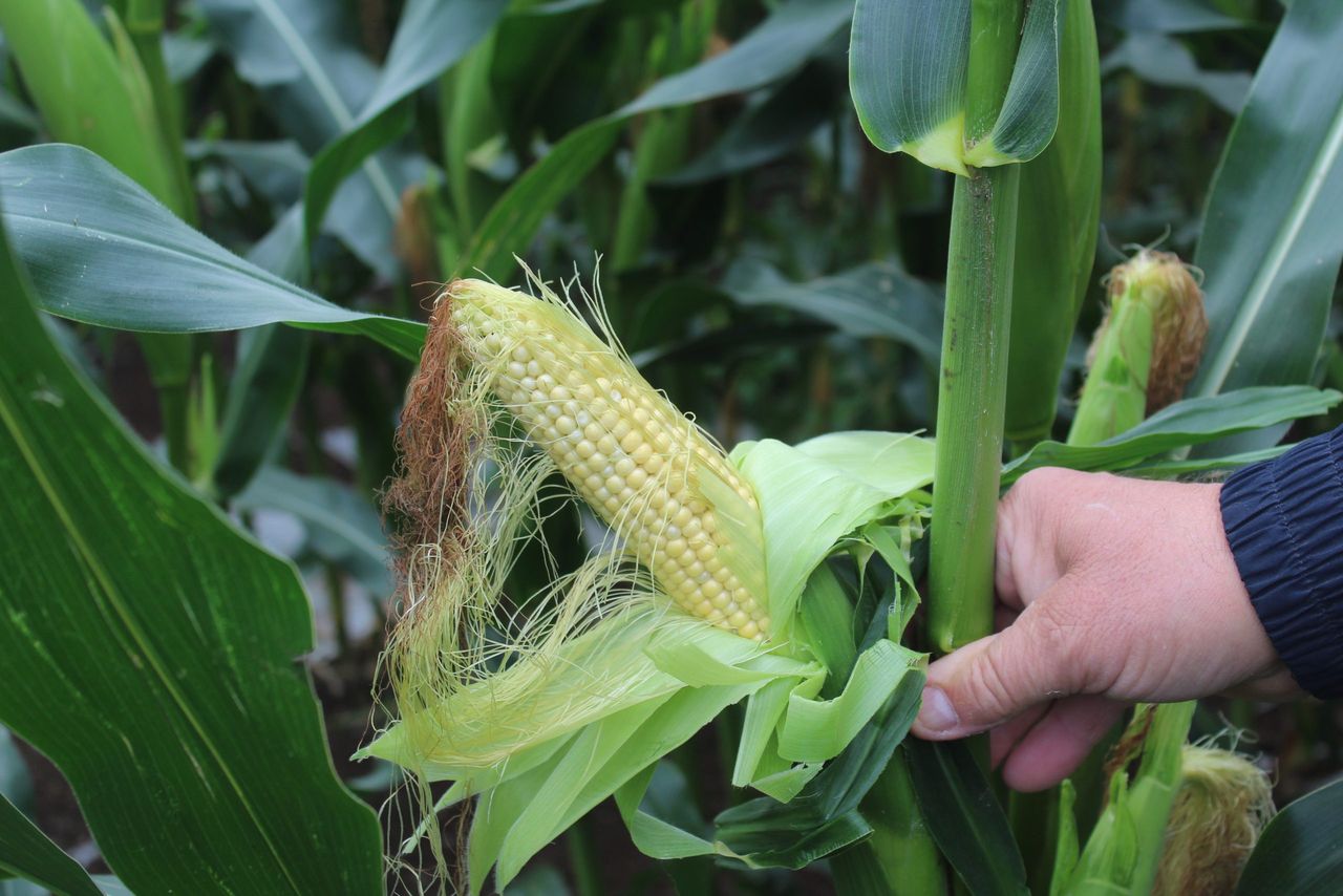 When is the optimal time to harvest forage maize?