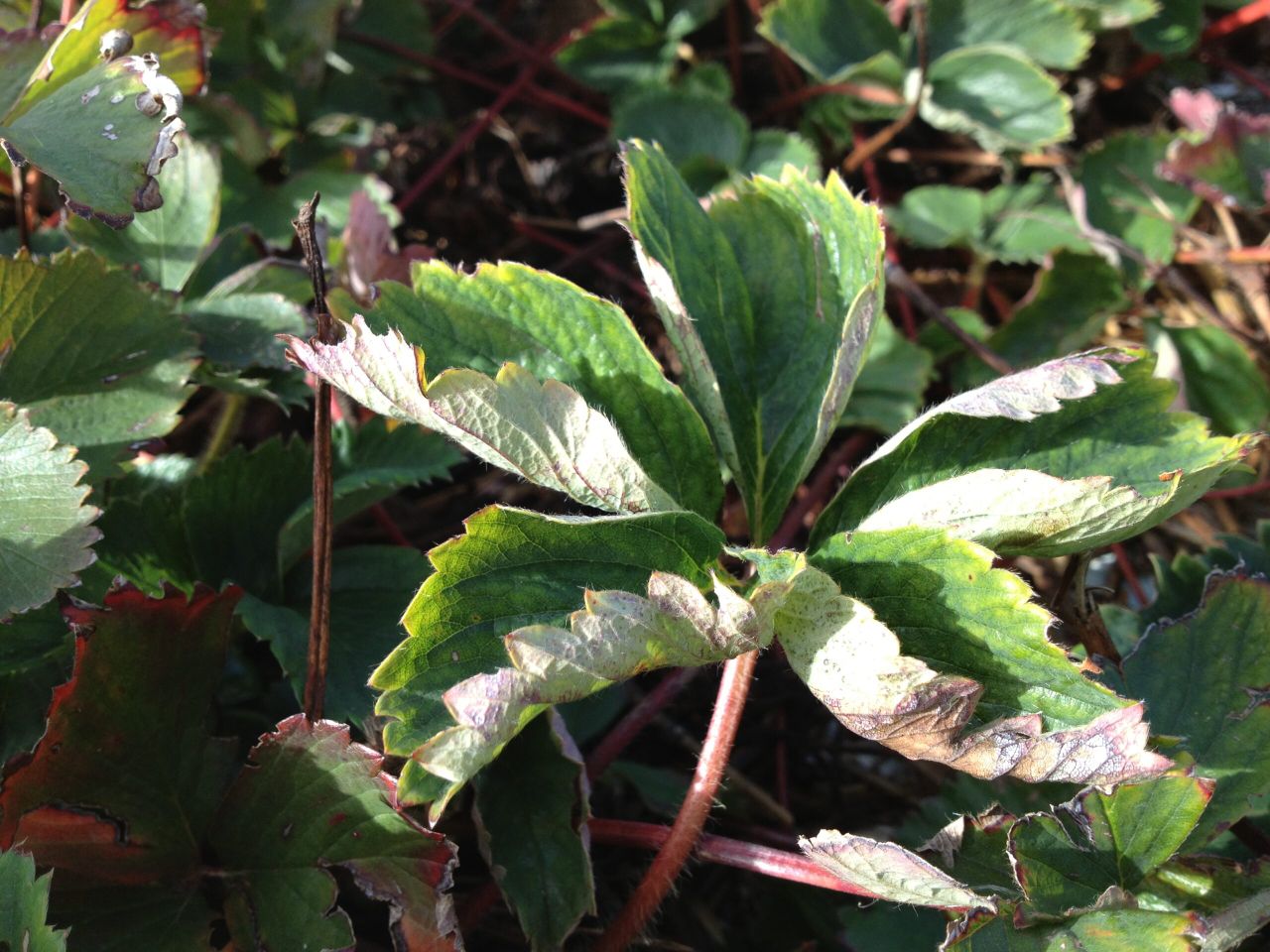 New strawberry disease control programme could halve costs