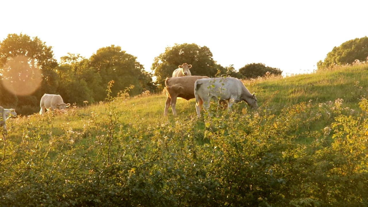 AgriSearch to present research on low carbon farming at RUAS Winter Fair