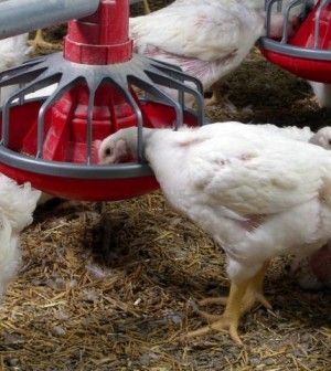 Non-notifiable strain of avian influenza identified on Fermanagh broiler farm