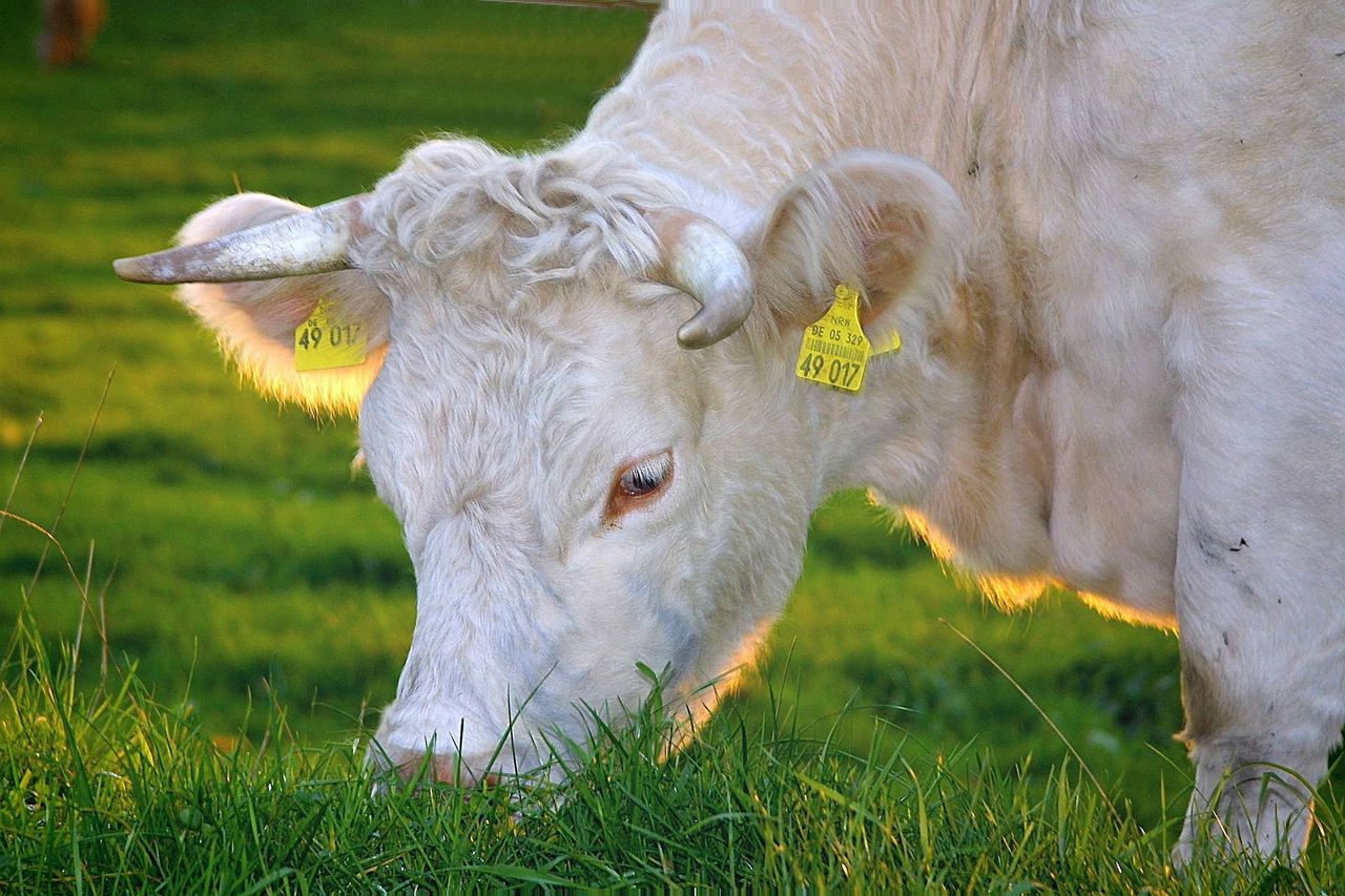 UFU tells Ag Committee Climate Change Bill 1 would be ‘more detrimental than any trade deal’