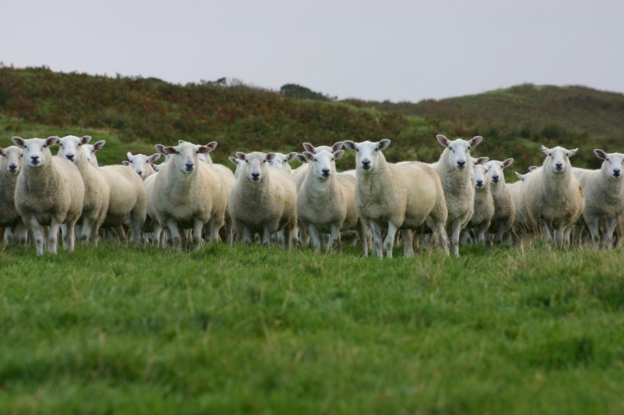 Aberdeenshire tup top of the flock in leading UK project