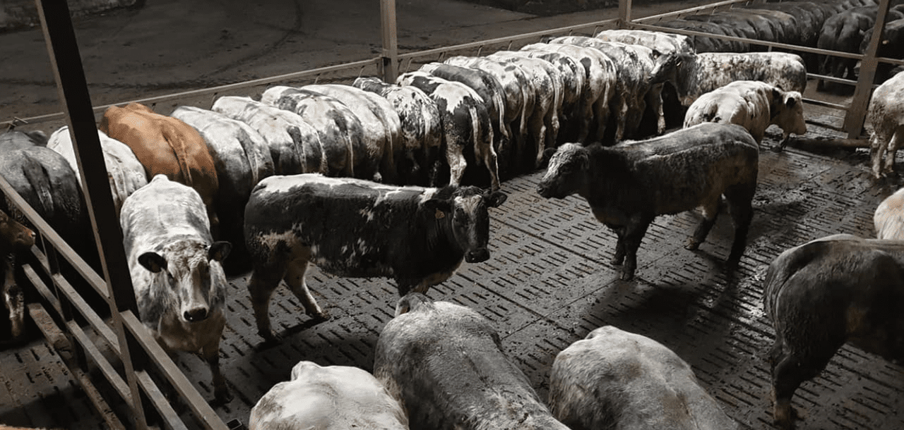 Video: Ulster farmer to put 900 heifers ‘on the market’ this Saturday
