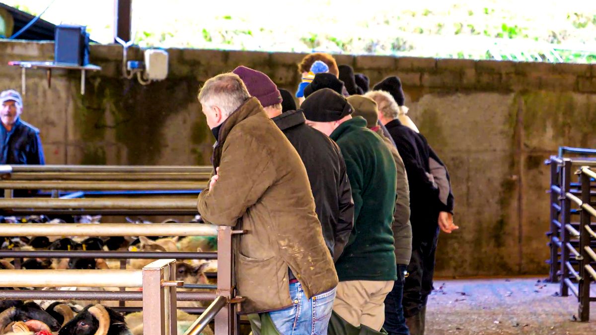 SFI could be a 'game changer' for farmers - GSC Grays
