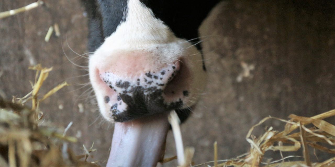 Fodder in the North: 'Not a crisis - but it's not far off one'