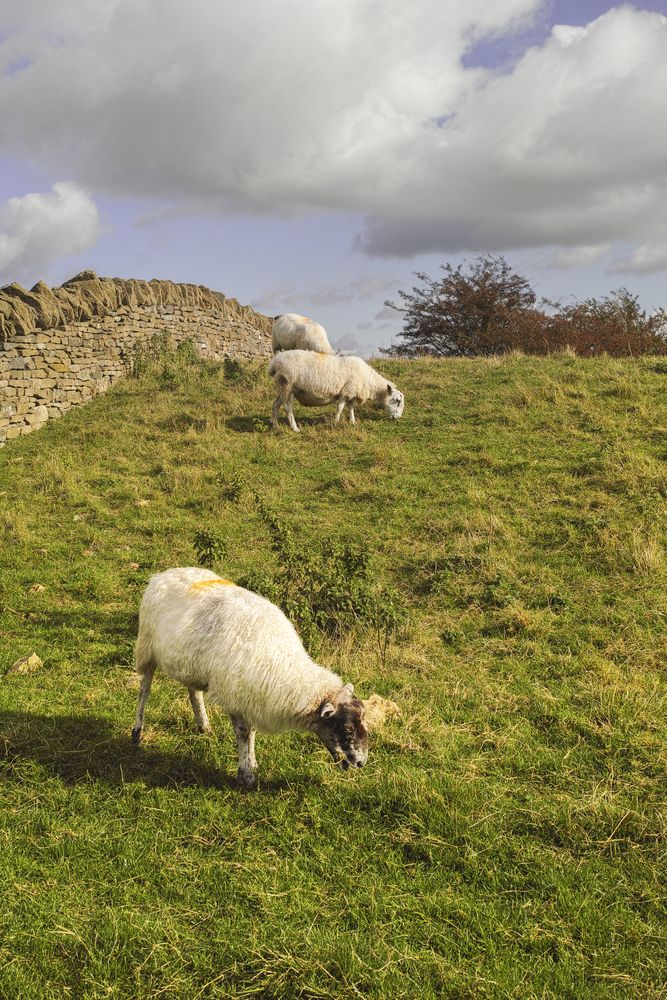 Sheep fencing funding boost