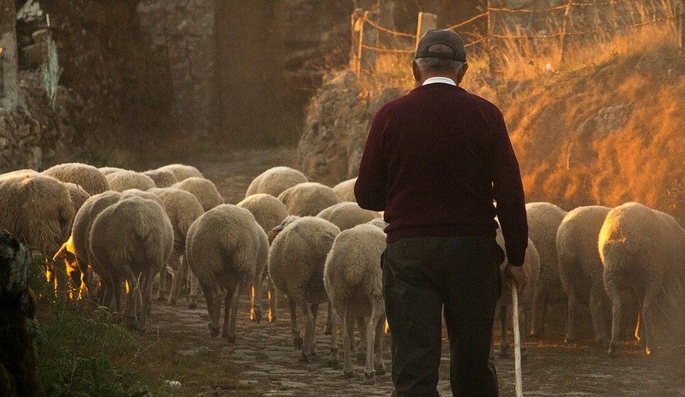 Welsh farmers to be paid £1,000 to complete benchmarking