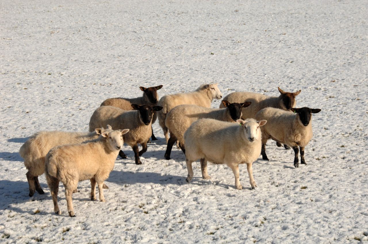 AFBI warns farmers of the risks posed by certain ornamental plants to sheep