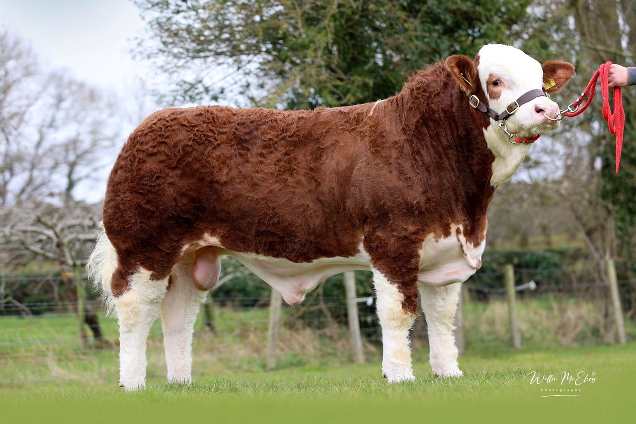 Tyrone herd sells Simmental bull to Scotland for £22,000
