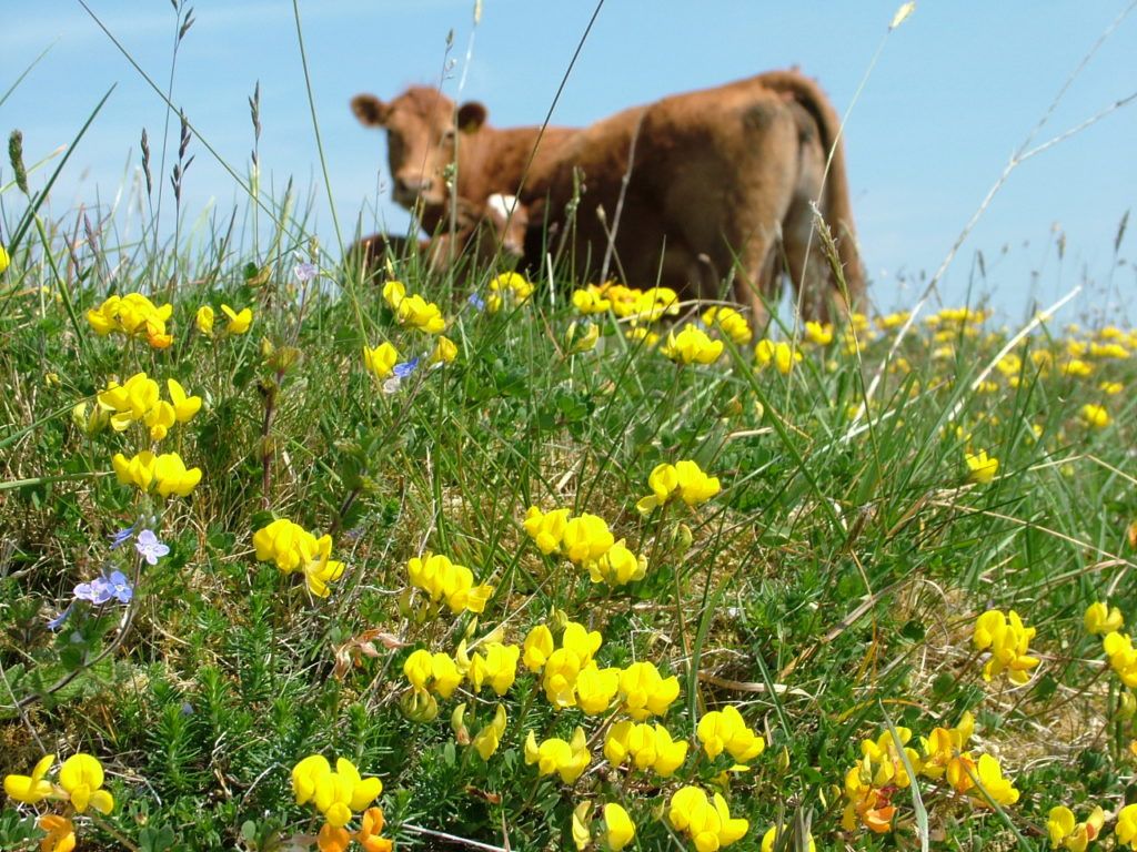 NFU Scotland will 'continue to oppose' Galloway National Park proposal