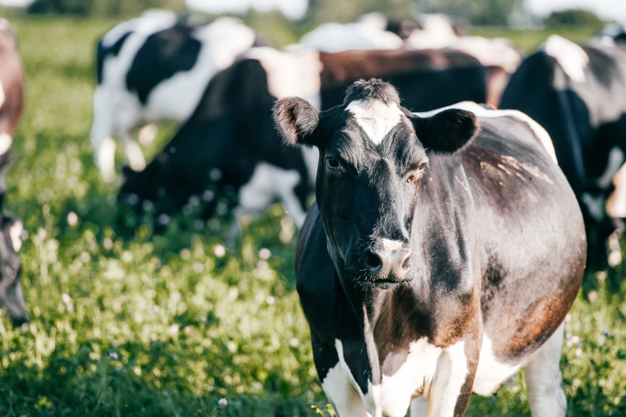Soya feed alternative scoops Royal Dairy Innovation Award