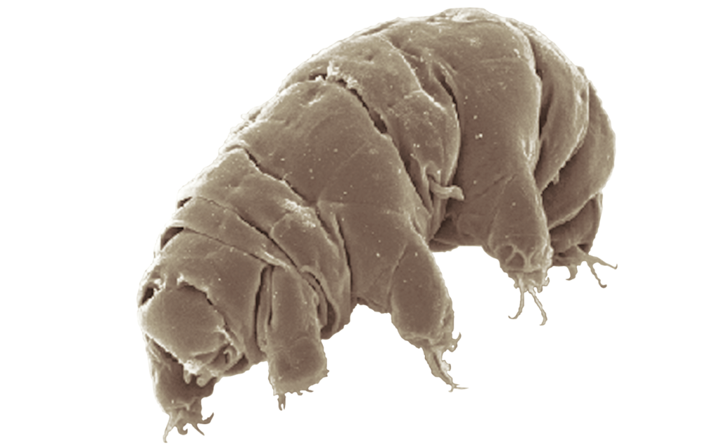 The tardigrade is a remarkably resilient inhabitant of soils. Source: Schokraie et al.