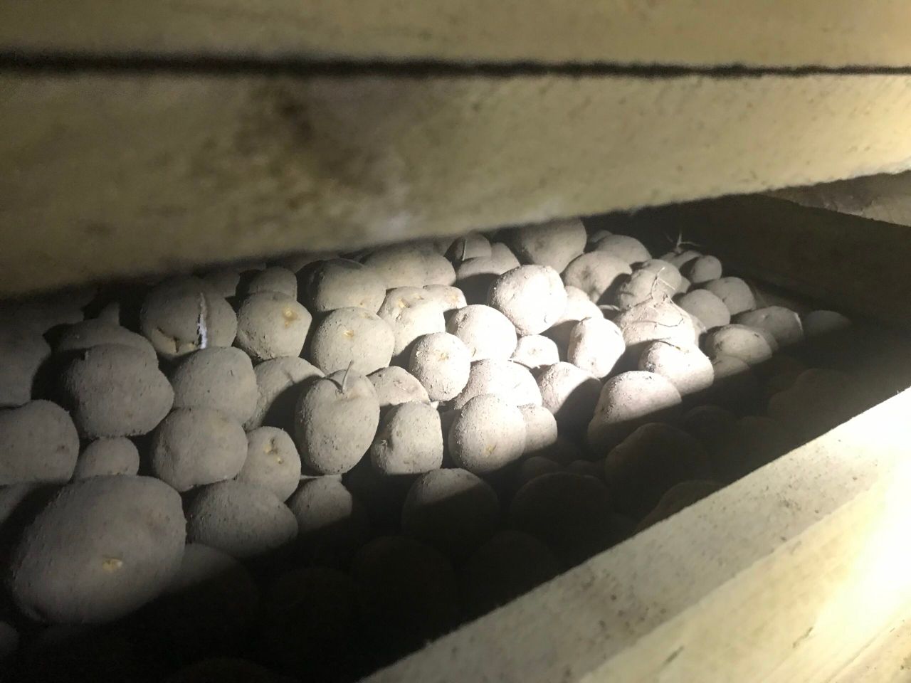 Concern remains over GB to NI movement of potato seed