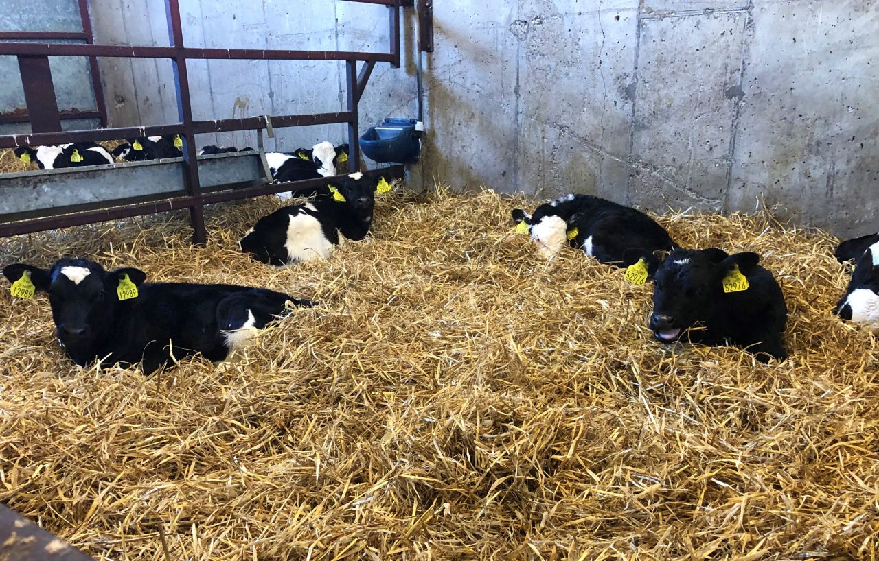 Spring calving: Setting the season up for success