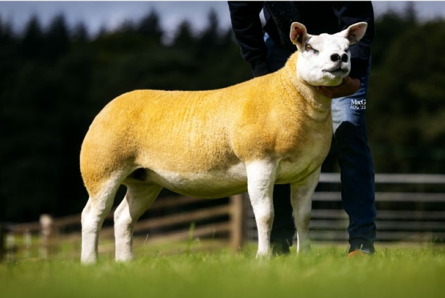 Strong gimmer trade at Texel Sheep Society’s Scottish sale