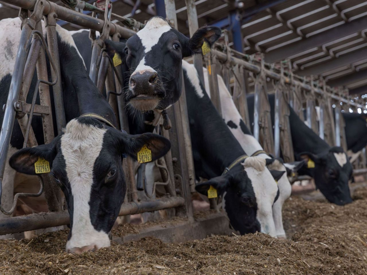 Are your cows meeting their energy requirements?