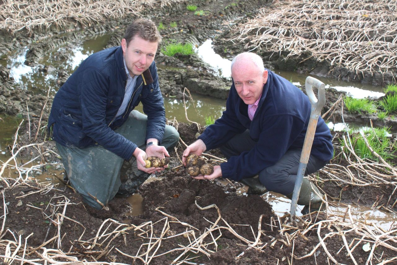 NI potato harvest: Unfinished business as up to 10% remains underground