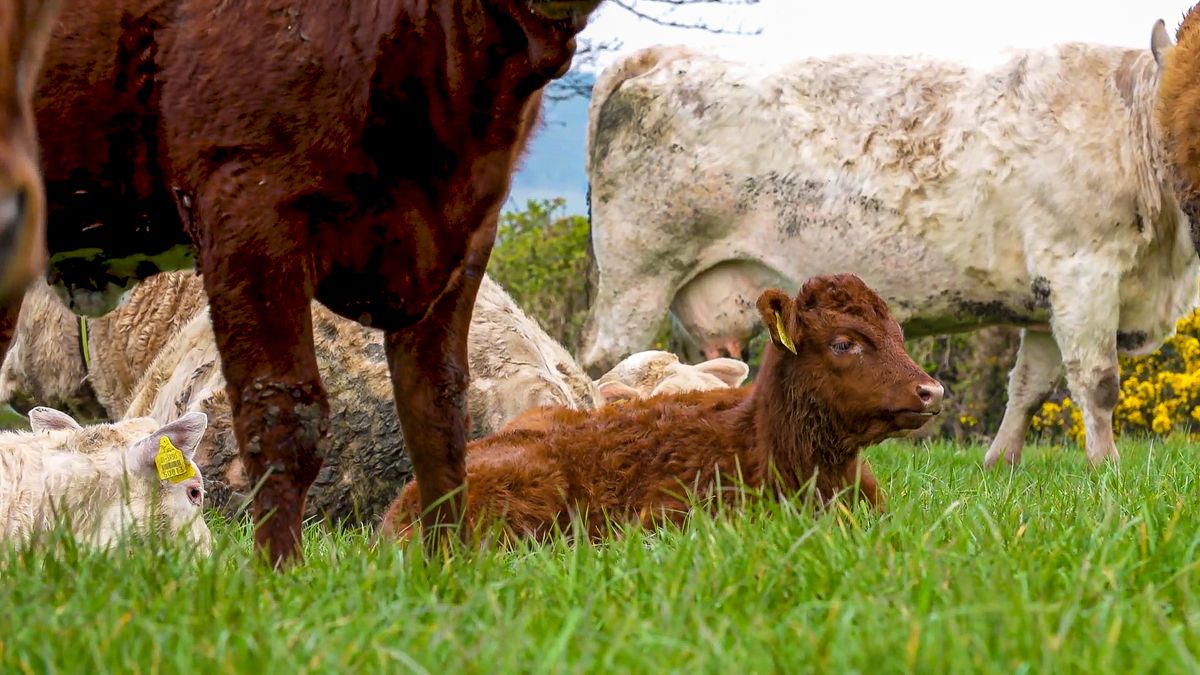 Sale of livestock vet antibiotics at lowest ever level in UK