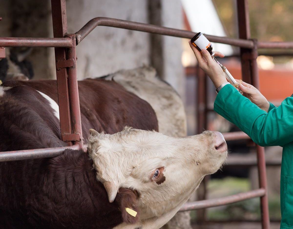 NI livestock industry ‘must play its part’ in antibiotic reduction