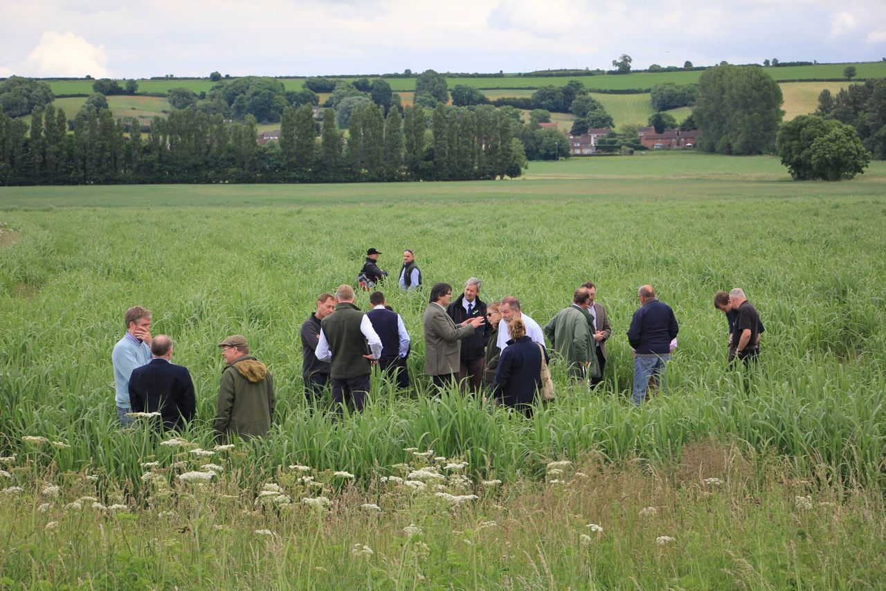 Farm walk to showcase the use of Miscanthus