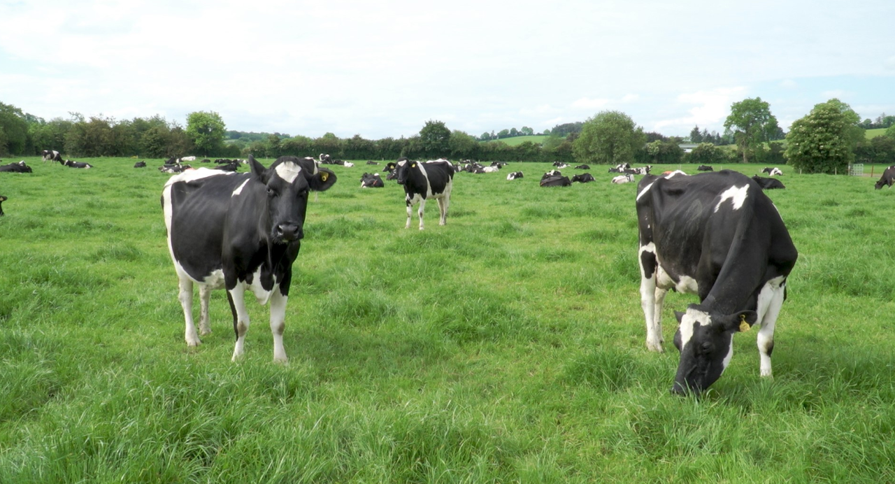 How to boost your herd’s fertility this breeding season