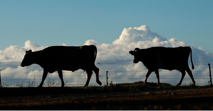 $4 billion wiped off the value of China's biggest dairy company