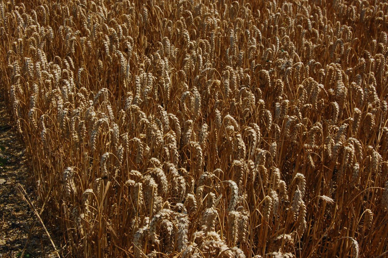 Global wheat production expected to fall in 2017