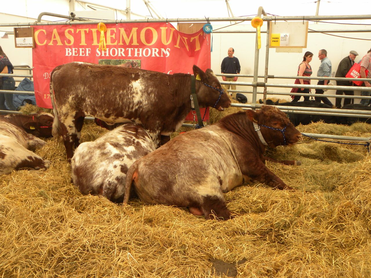 Balmoral Show 2021 – the jury is still out