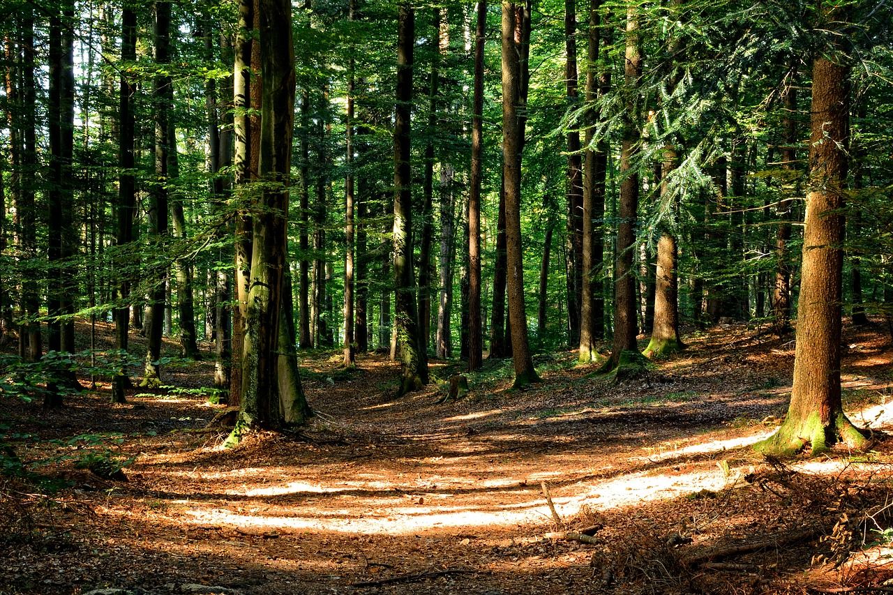 Tree disease restrictions lifted across seven counties