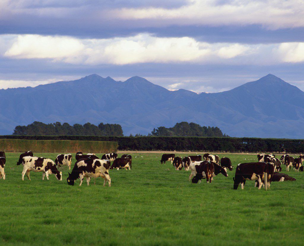 Fonterra offers $250,000 in grants for wetlands restoration