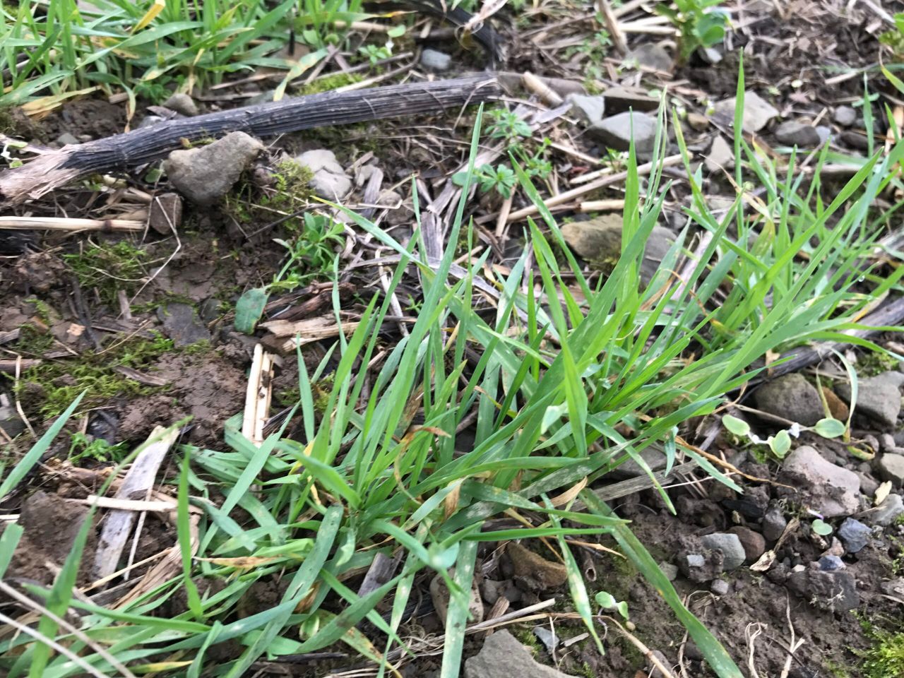 Mildew control: Tern makes a return