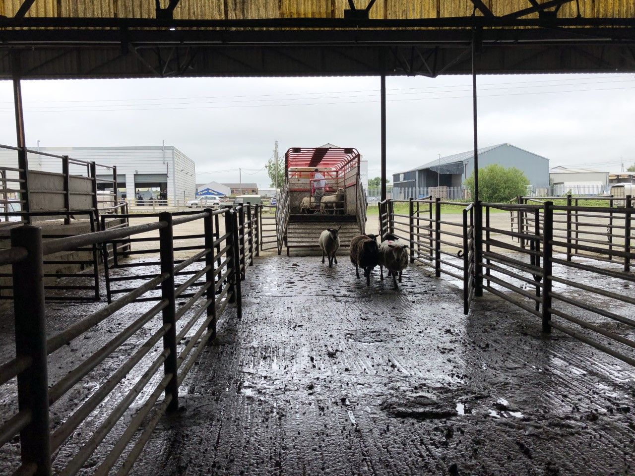UK sheepmeat exports decline once again