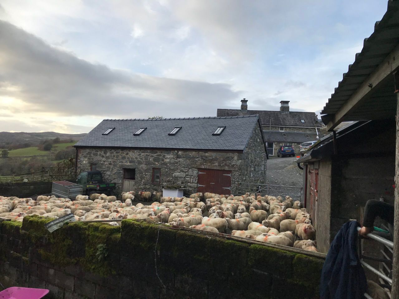 HCC welcomes 22 new farms to the Hill Ram Scheme